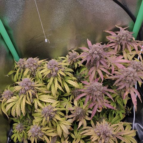 Mimosa x Orange Punch growlog timeline photo