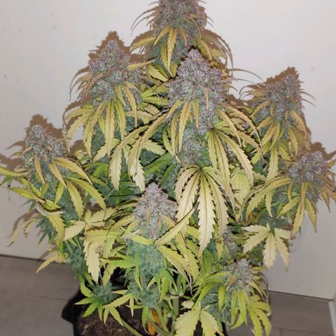 Mimosa x Orange Punch growlog timeline photo