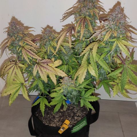 Mimosa x Orange Punch growlog timeline photo