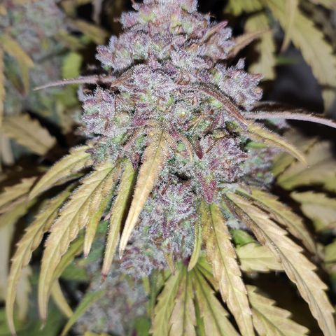 Mimosa x Orange Punch growlog timeline photo