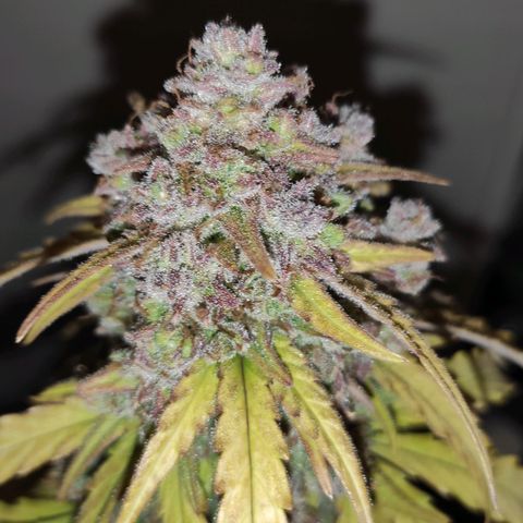 Mimosa x Orange Punch growlog timeline photo