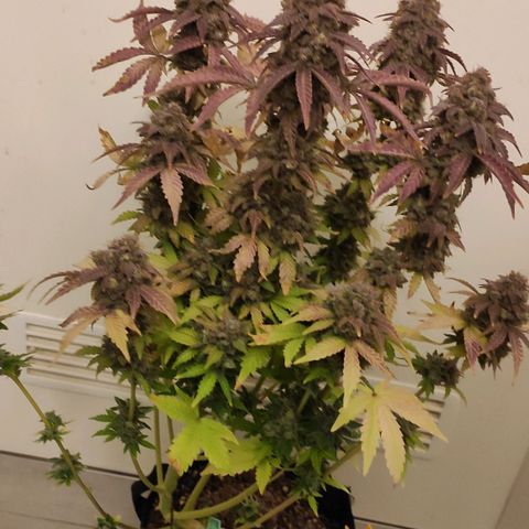 Mimosa x Orange Punch growlog timeline photo