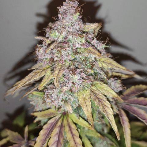 Mimosa x Orange Punch growlog timeline photo