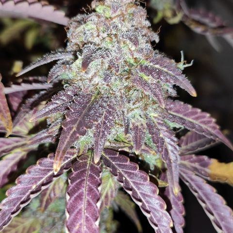 Mimosa x Orange Punch growlog timeline photo
