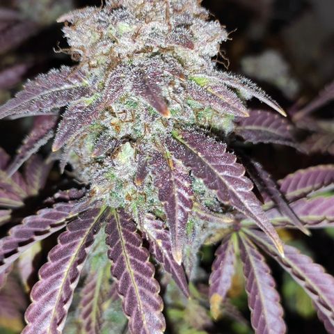 Mimosa x Orange Punch growlog timeline photo
