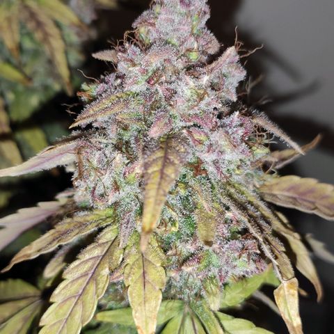 Mimosa x Orange Punch growlog timeline photo