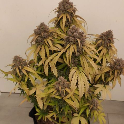 Mimosa x Orange Punch growlog timeline photo
