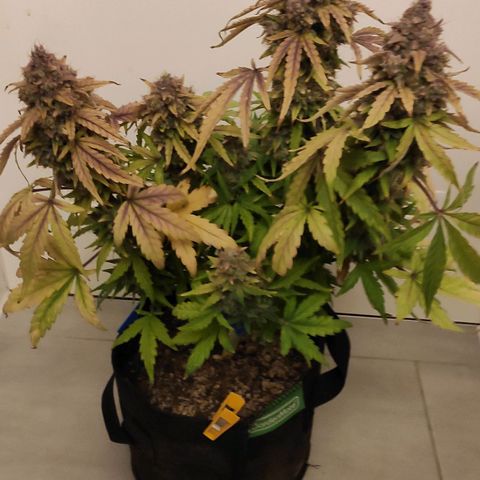 Mimosa x Orange Punch growlog timeline photo