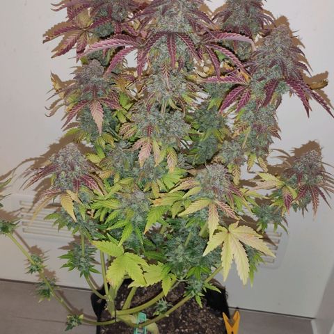 Mimosa x Orange Punch growlog timeline photo