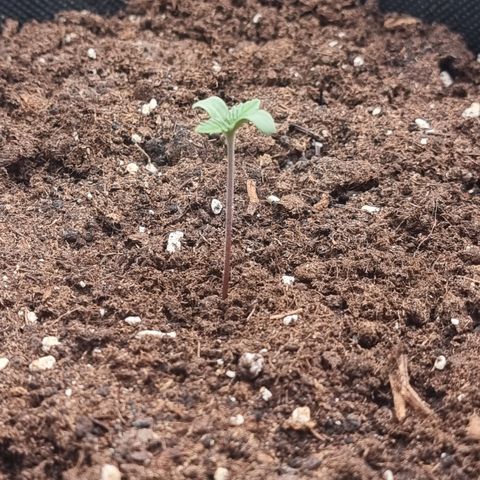 Special Queen 1 #1 growlog timeline photo