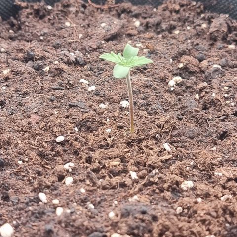 Special Queen 1 #2 growlog timeline photo