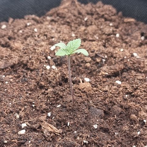 Special Queen 1 #1 growlog timeline photo