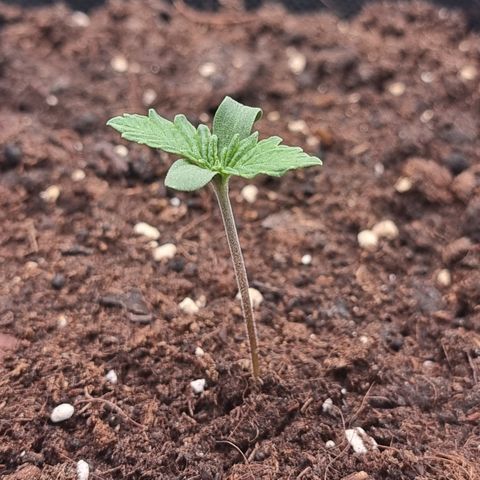 Special Queen 1 #2 growlog timeline photo