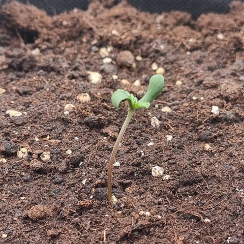 Special Queen 1 #3 growlog timeline photo