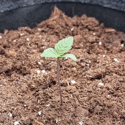 Special Queen 1 #1 growlog timeline photo