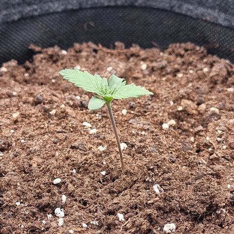 Special Queen 1 #2 growlog timeline photo
