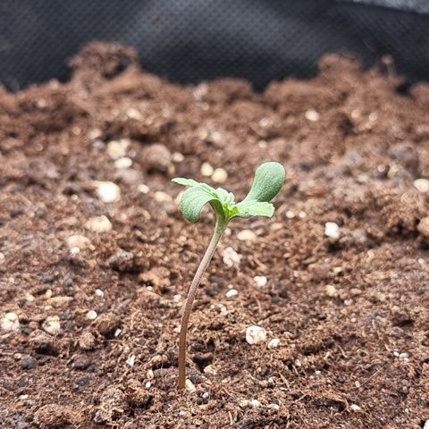 Special Queen 1 #3 growlog timeline photo