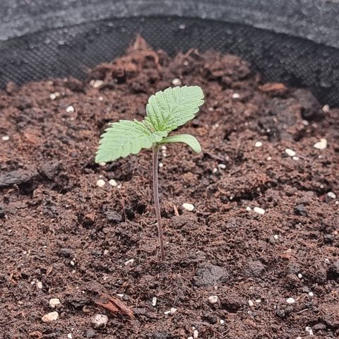Special Queen 1 #1 growlog timeline photo