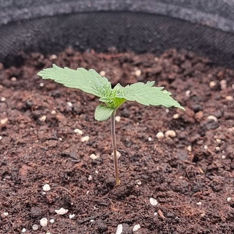 Special Queen 1 #2 growlog timeline photo