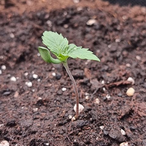 Special Queen 1 #3 growlog timeline photo