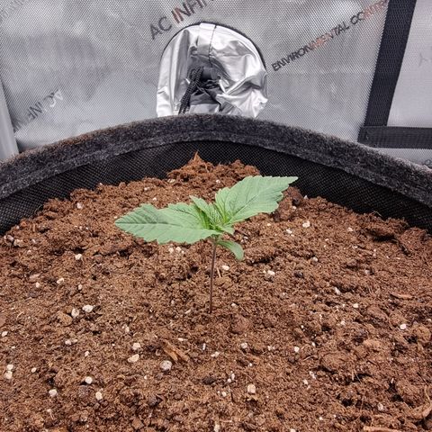 Special Queen 1 #1 growlog photo: Wellige Blätter.