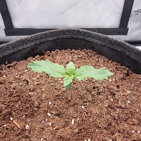 Special Queen 1 #2 growlog photo: Wellige Blätter.