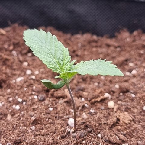 Special Queen 1 #3 growlog photo: Mein Sorgenkind macht sich gut. Krümmung des stiels korrigiert sich selbst. Keine Welligen Blätter oder sonstige Auffälligkeiten.