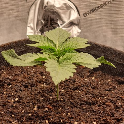 Special Queen 1 #1 growlog timeline photo