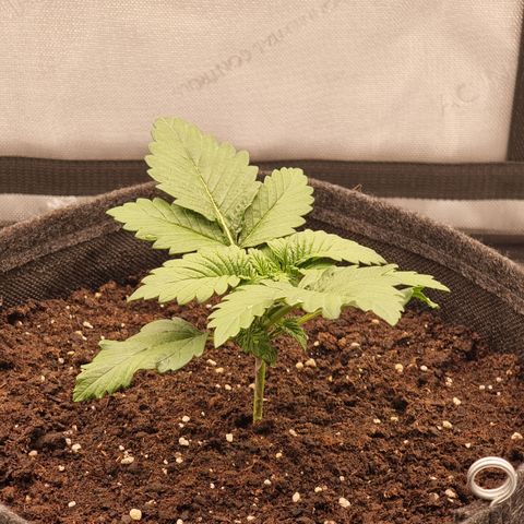 Special Queen 1 #2 growlog timeline photo