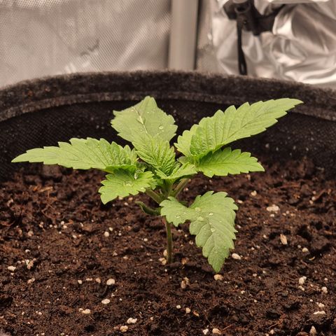 Special Queen 1 #3 growlog timeline photo