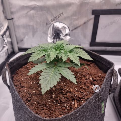 Special Queen 1 #1 growlog timeline photo