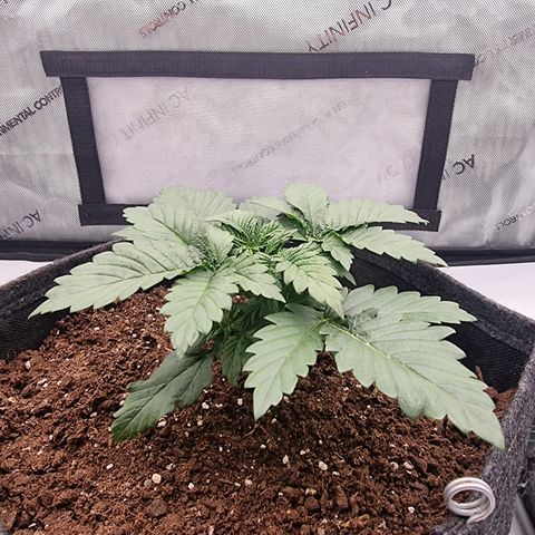 Special Queen 1 #2 growlog timeline photo