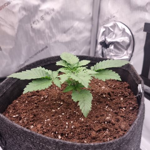 Special Queen 1 #3 growlog timeline photo