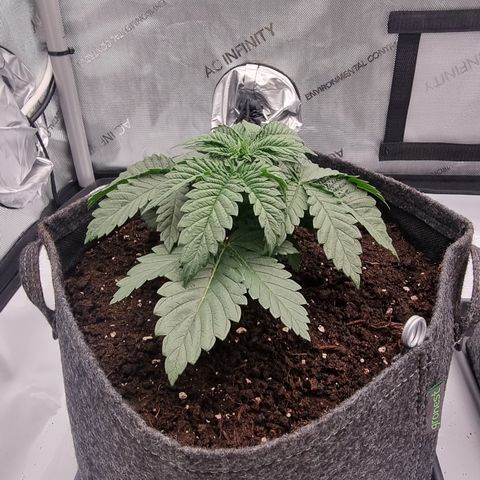 Special Queen 1 #1 growlog timeline photo