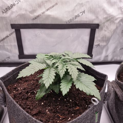 Special Queen 1 #2 growlog timeline photo