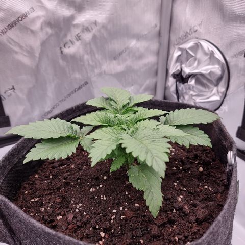 Special Queen 1 #3 growlog timeline photo