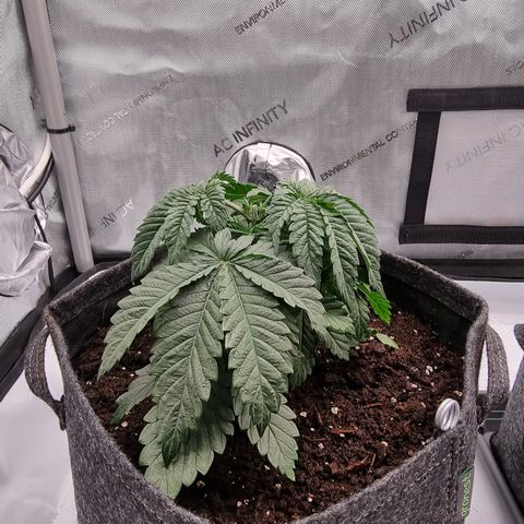 Special Queen 1 #1 growlog timeline photo