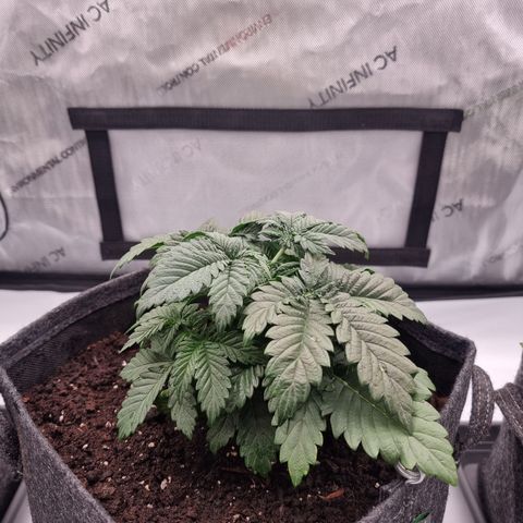Special Queen 1 #2 growlog timeline photo