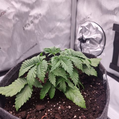 Special Queen 1 #3 growlog timeline photo
