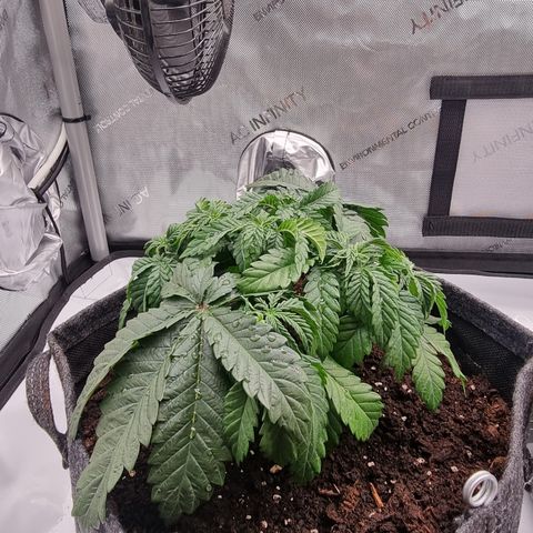 Special Queen 1 #1 growlog timeline photo