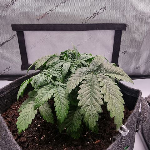 Special Queen 1 #2 growlog timeline photo