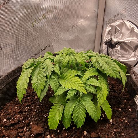 Special Queen 1 #3 growlog timeline photo
