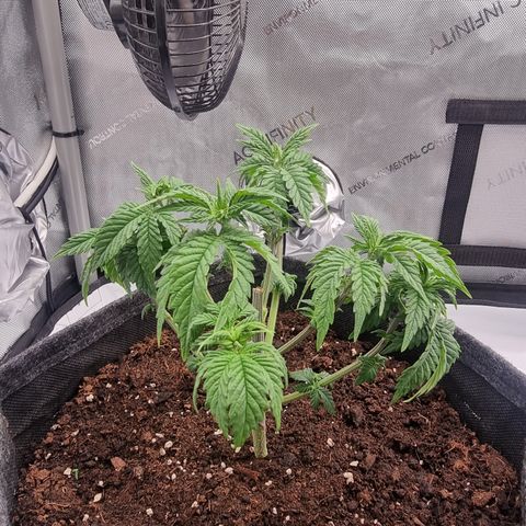 Special Queen 1 #1 growlog timeline photo