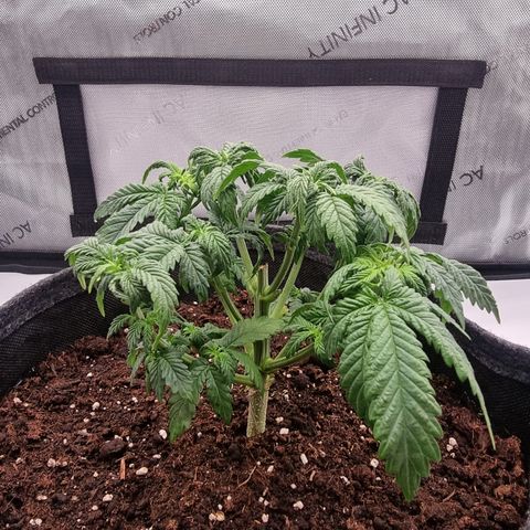 Special Queen 1 #2 growlog timeline photo