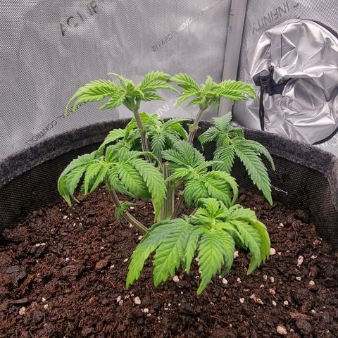 Special Queen 1 #3 growlog timeline photo