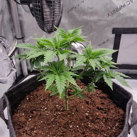 Special Queen 1 #1 growlog timeline photo