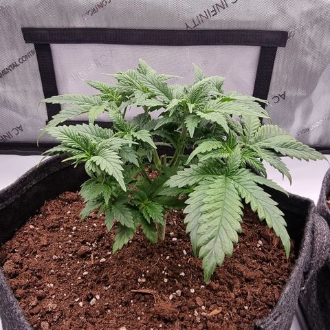 Special Queen 1 #2 growlog timeline photo