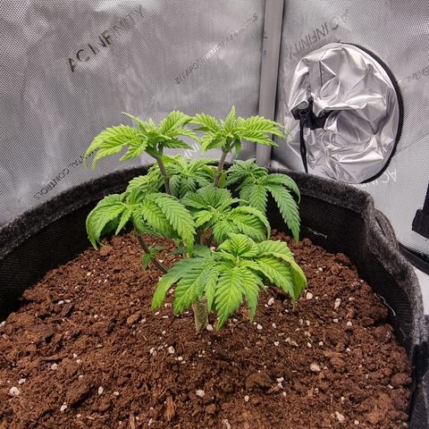 Special Queen 1 #3 growlog timeline photo