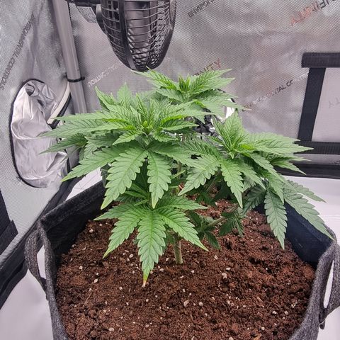 Special Queen 1 #1 growlog timeline photo
