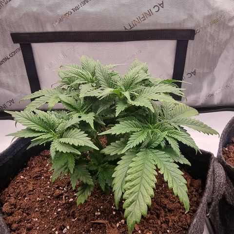 Special Queen 1 #2 growlog timeline photo